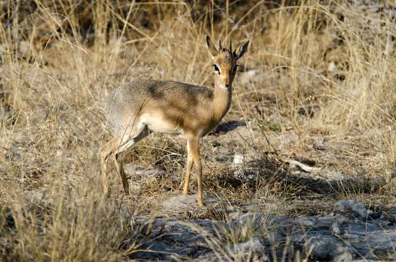 Antílope Dik Dik - parque nacional de Etosha - Namibia 3.jpg